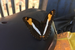 3141 26-4-18  butterfly