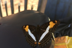 3142 26-4-18  butterfly