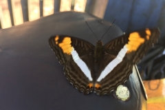3143 26-4-18  butterfly