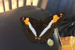 3144 26-4-18  butterfly