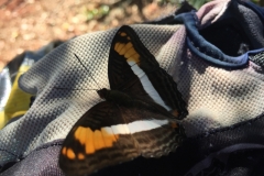 3147 26-4-18  butterfly