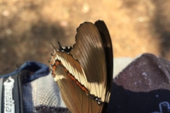 3149 26-4-18  butterfly