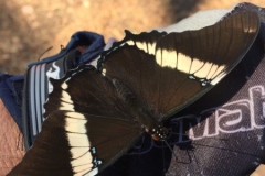 3150 26-4-18  butterfly