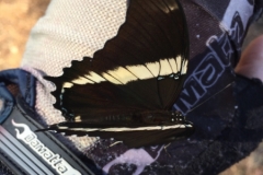3151 26-4-18  butterfly