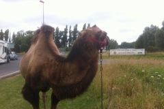 0010 camel