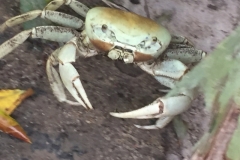 2578 21-2-18 crab