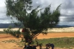2270 7-2-18 bike under palm tree