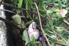2274 7-2-18Snail