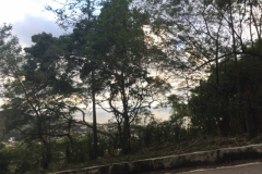 2276 7 -2-18 Trees