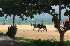 1324 10-12 Horses on the beach