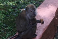 4719-26-12-18  monkey