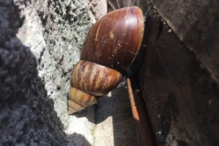 4899 30-12-18 snail