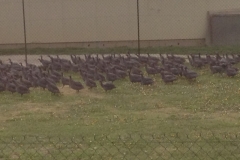 7946 15-4 flock of birds