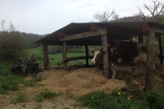 7960 15-4 Cattle shed