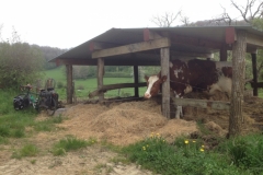 7961 15-4 Cattle shed