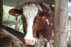 7962 15-4 Cow