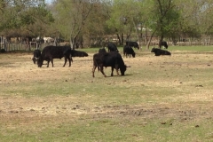 7551 22-3 cattle grazing