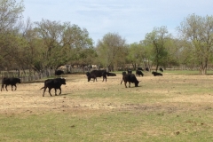 7552 22-3 cattle grazing