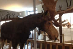 7594 23-3 moose museum display