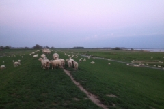 8585 11-5 sheep