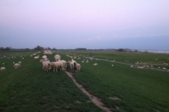8585 11-5 sheep