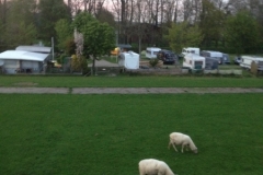 8586 11-5 sheep