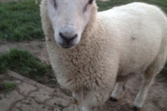 8588 11-5 sheep