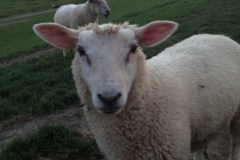 8589 11-5 sheep