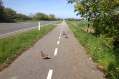 8690 15-5 duck crossing