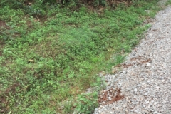 9311  5-7-19 roadside