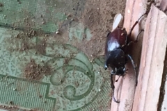 9330  6-7-19 beetle