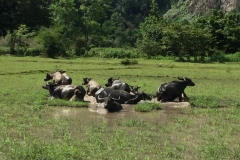 9345  6-7-19 water buffalo