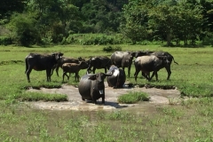 9347  6-7-19 water buffalo