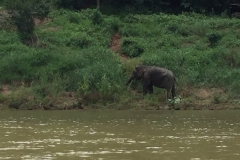 9815  31-7-19 riverbank elephant