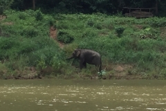 9816  31-7-19 riverbank elephant