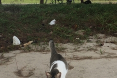5586 27-1-19 cat