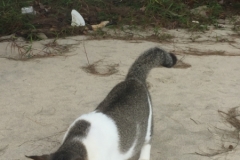 5587 27-1-19 cat