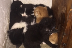 6272 19-2-19 kittens