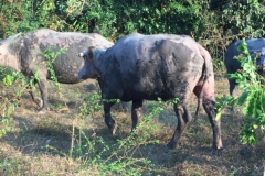 6706 6-3-19 water buffalo