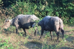 6707 6-3-19 water buffalo
