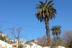 4963 17-1 palm tree