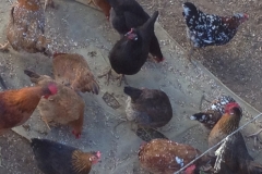 5130 21-1 chickens