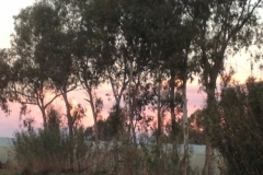 5131 21-1 sunset through trees