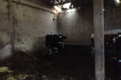 5205 22-1 cow in stall