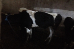 5211 22-1 cows in stall