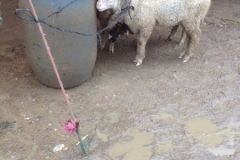 5233 22-1 sheep