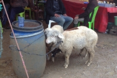 5234 22-1 sheep