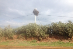 5320 23-1 Stork nest