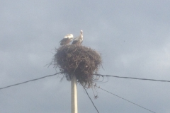 5321 23-1 Stork nest
