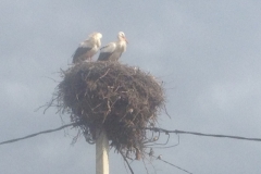 5322 23-1 Stork nest